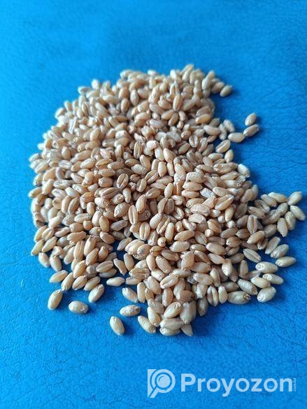 দেশি বিছন গম