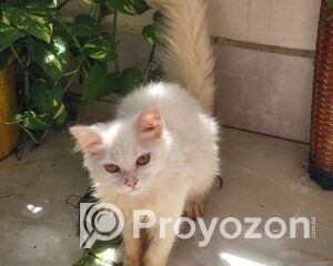 fitted_2025-09-03_09-15-31