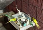 Bajrigor Birds baby sell
