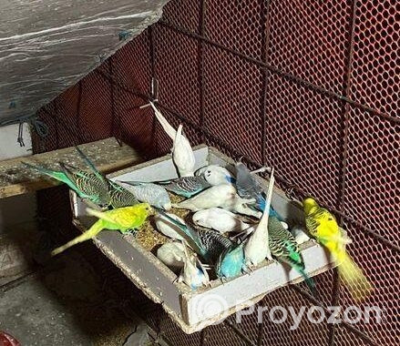Bajrigor Birds baby sell