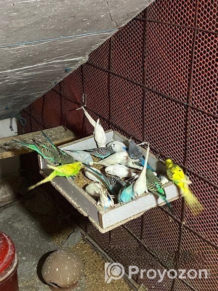 Bajrigor Birds baby sell