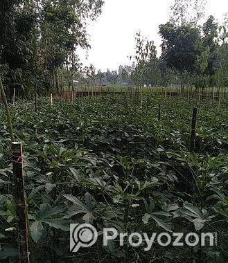JOMI BIKROY