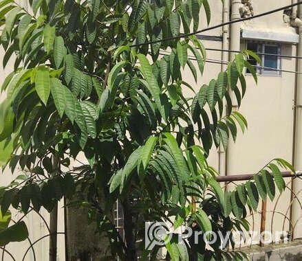 ছাদ বাগানের কিছু ফল গাছ বিক্রি