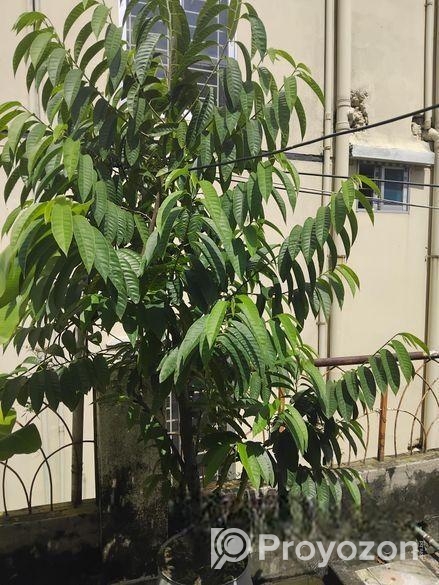 ছাদ বাগানের কিছু ফল গাছ বিক্রি