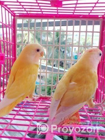 ২ পিস লাভবার্ড বেবি বিক্রি করা হবে।