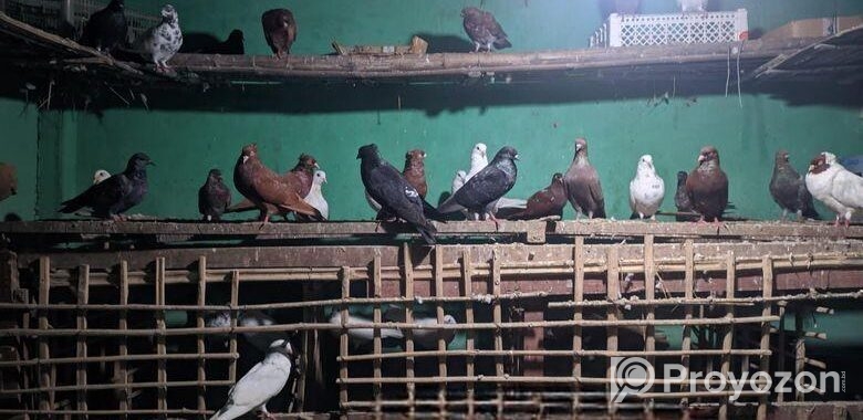 ৩০ জোড়ার মত রানিং কবুতর বিক্রি করা হবে,।