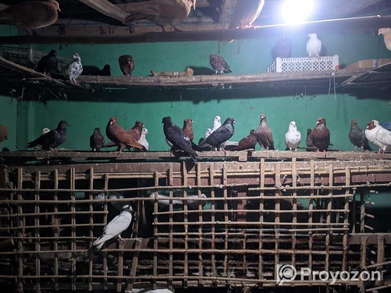 ৩০ জোড়ার মত রানিং কবুতর বিক্রি করা হবে,।