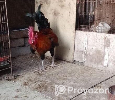 পাহাড়ি মোরগ
