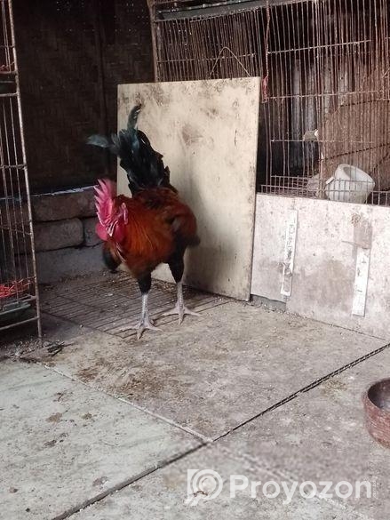 পাহাড়ি মোরগ