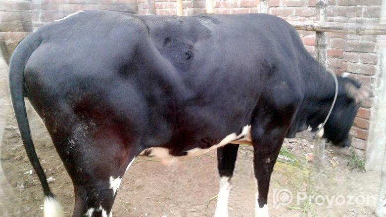 উন্নত জাতের বকনা ।(১৪৪নং)