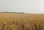জমি বিক্রি