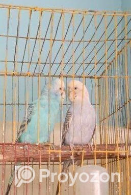 একজোড়া রানিং পেয়ার বিক্রি করা হবে ডিম সহকার।