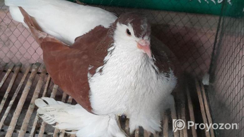 কবুতর বিক্রয়