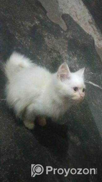 পিওর পার্শিয়ান ছেলে বিড়াল