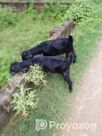 দুটি পাঠি ছাগল