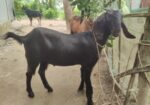 খাসির বাচ্চা বিক্রি করা হবে। বয়স ৮ মাস