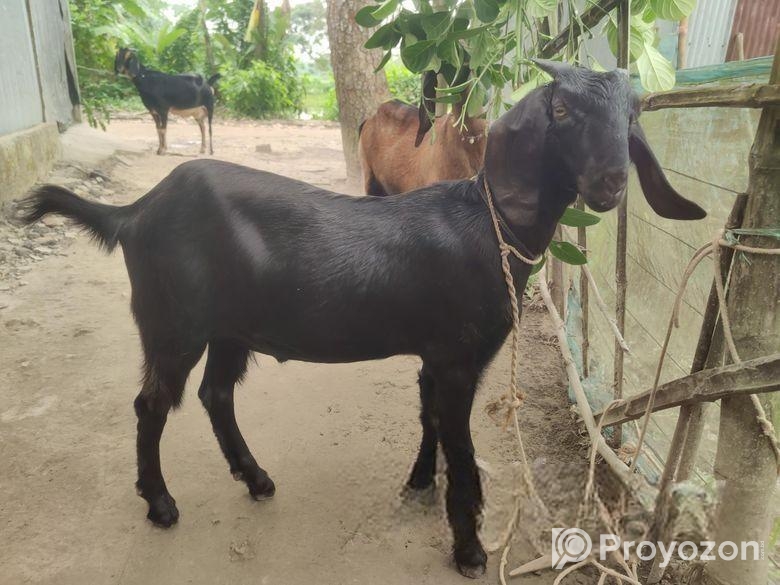 খাসির বাচ্চা বিক্রি করা হবে। বয়স ৮ মাস