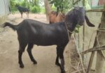 খাসির বাচ্চা বিক্রি করা হবে। বয়স ৮ মাস