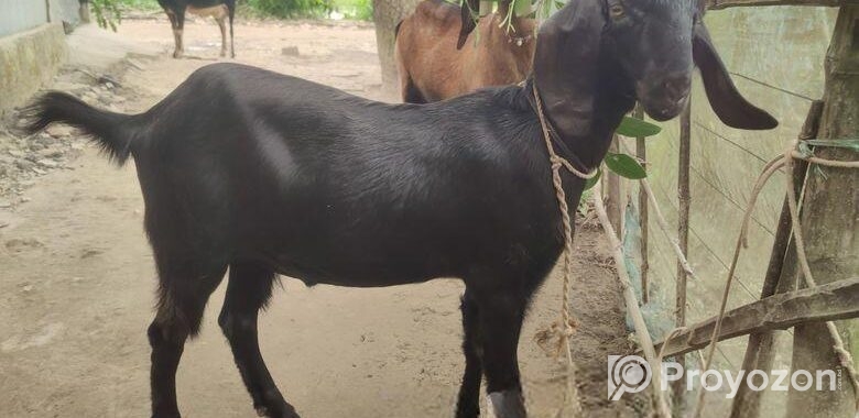 খাসির বাচ্চা বিক্রি করা হবে। বয়স ৮ মাস