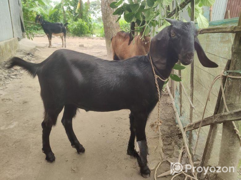 খাসির বাচ্চা বিক্রি করা হবে। বয়স ৮ মাস