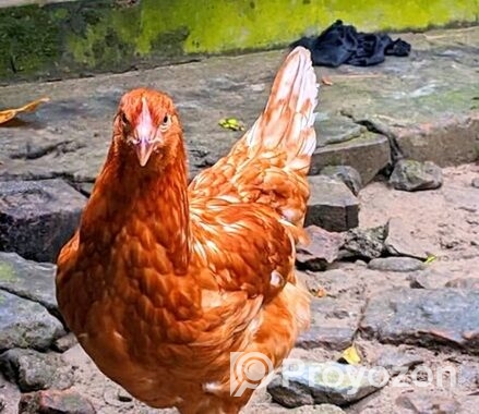 লেয়ার মুরগি