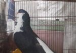 মাদী সিরাজি কবুতর