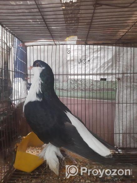 মাদী সিরাজি কবুতর