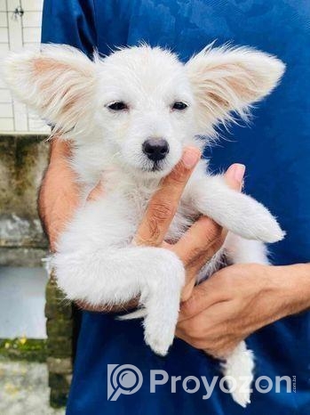 কুকুর জার্মান স্পিটিজ