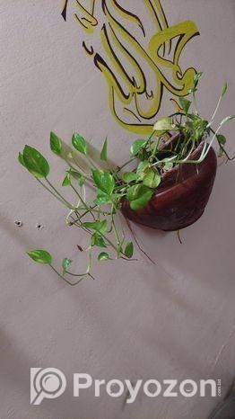 Indoor Plant