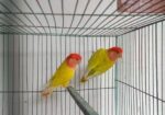 Adult Love Bird Pair