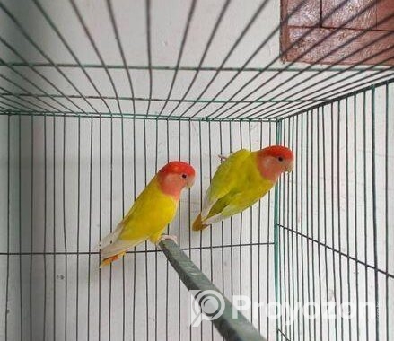 Adult Love Bird Pair