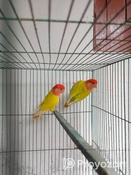 Adult Love Bird Pair