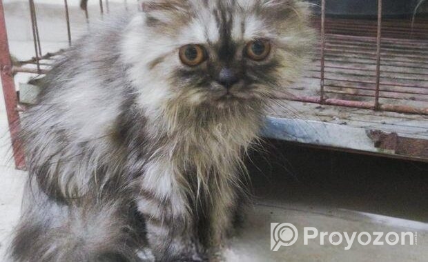 Persian kittens pair (1 male and 1 female kitten)