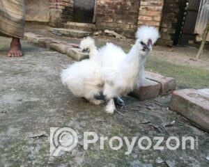 fitted-100_2025-10-18_10-28-40