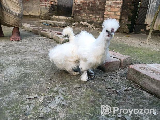 সিল্কি মুরগি