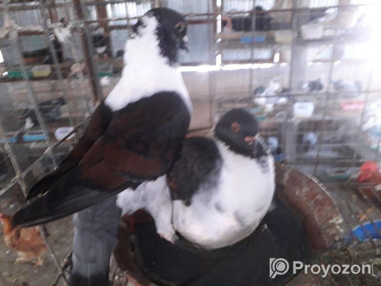 মডেনা রানিং পেয়ার