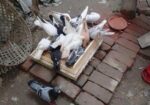 কিছু রানিং কবুতর বিক্রি করা হবে