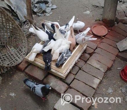 কিছু রানিং কবুতর বিক্রি করা হবে