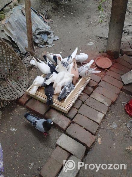 কিছু রানিং কবুতর বিক্রি করা হবে