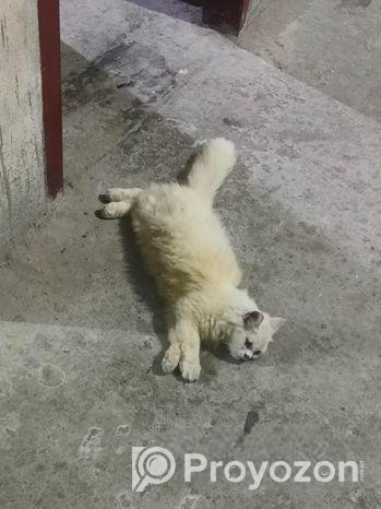 বিদেশি বিড়াল