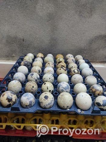 কোয়েল পাখির ডিম