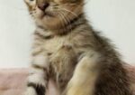Cat Sell