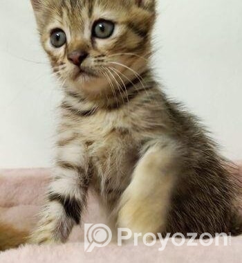 Cat Sell