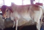 উন্নত জাতের এড়ে বাছুর (বাছুর নং ২৬)