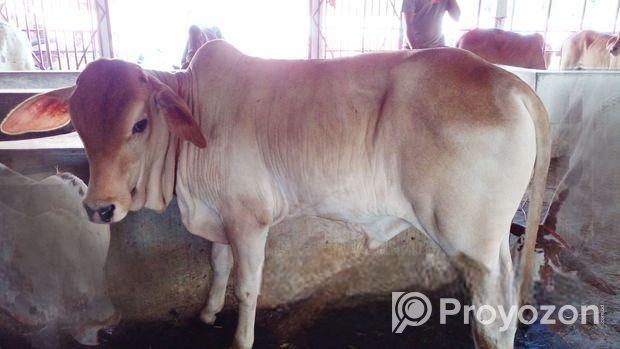 উন্নত জাতের এড়ে বাছুর (বাছুর নং ২৬)