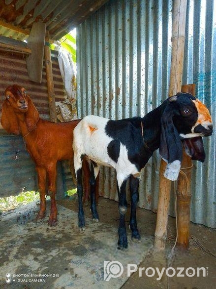 বিটল খাসি জোরা