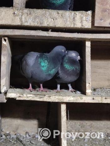 দেশি কবুতর