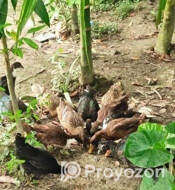 চক্রাখালী-তে উন্নতমানের পাতি হাঁস বিক্রয় (স্টক সীমিত!)