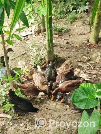 চক্রাখালী-তে উন্নতমানের পাতি হাঁস বিক্রয় (স্টক সীমিত!)