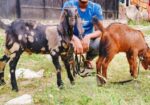 jora Khashi Baccha bikri korbo